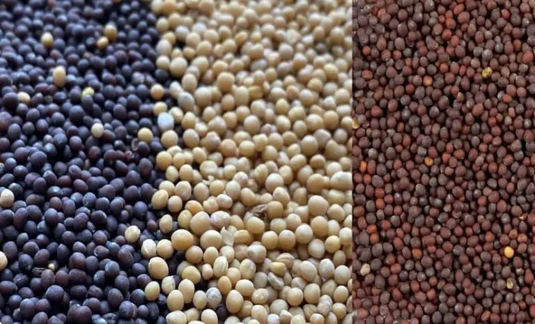 Mustard Seeds (Yellow, Black, Brown) Mustard Seeds (Yellow, Black, Brown)